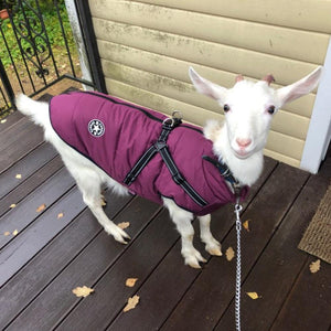 Large Dog Jacket With Harness